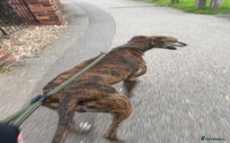 Greyhound dogs for sale: Blaze - Image 3