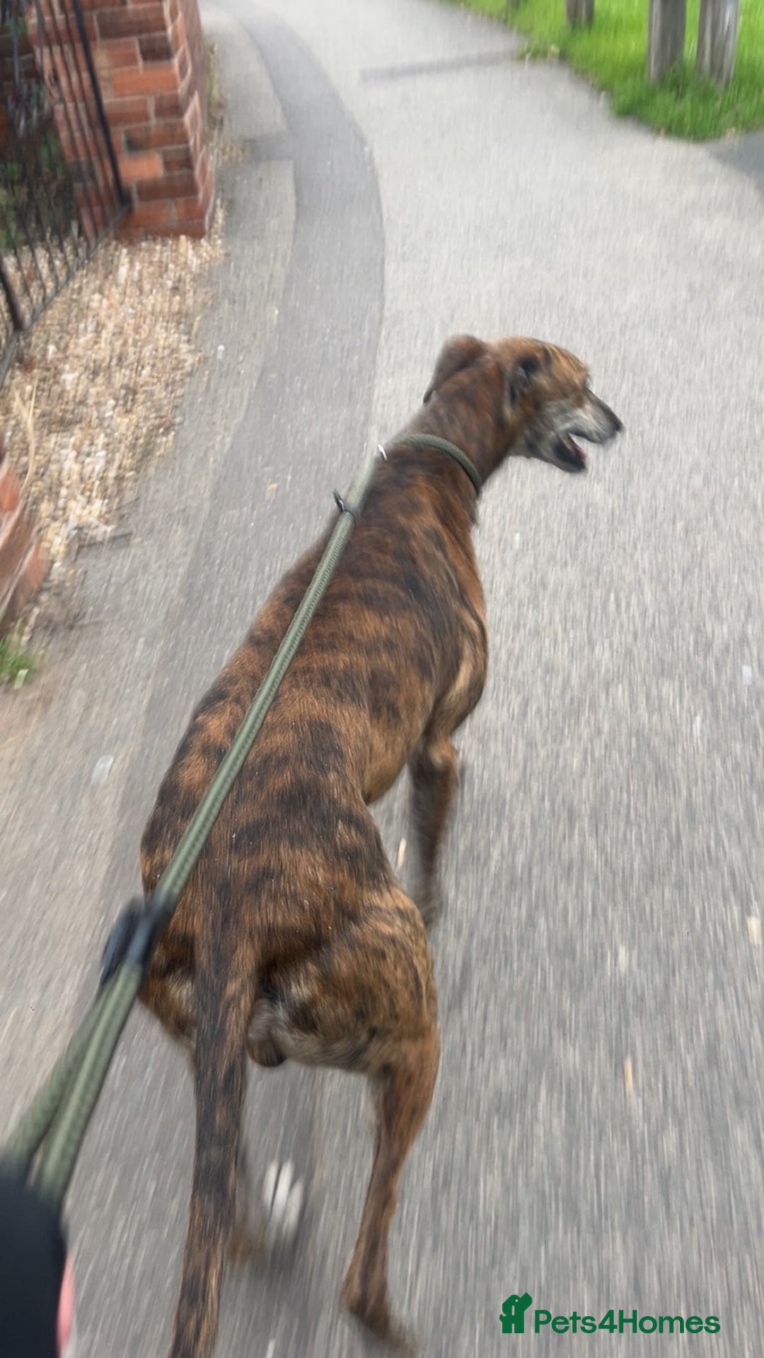 Greyhound dogs for sale: Blaze - Image 3