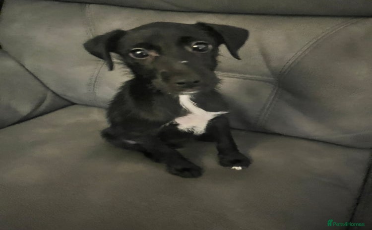 Patterdale Terrier dogs - Advert 11
