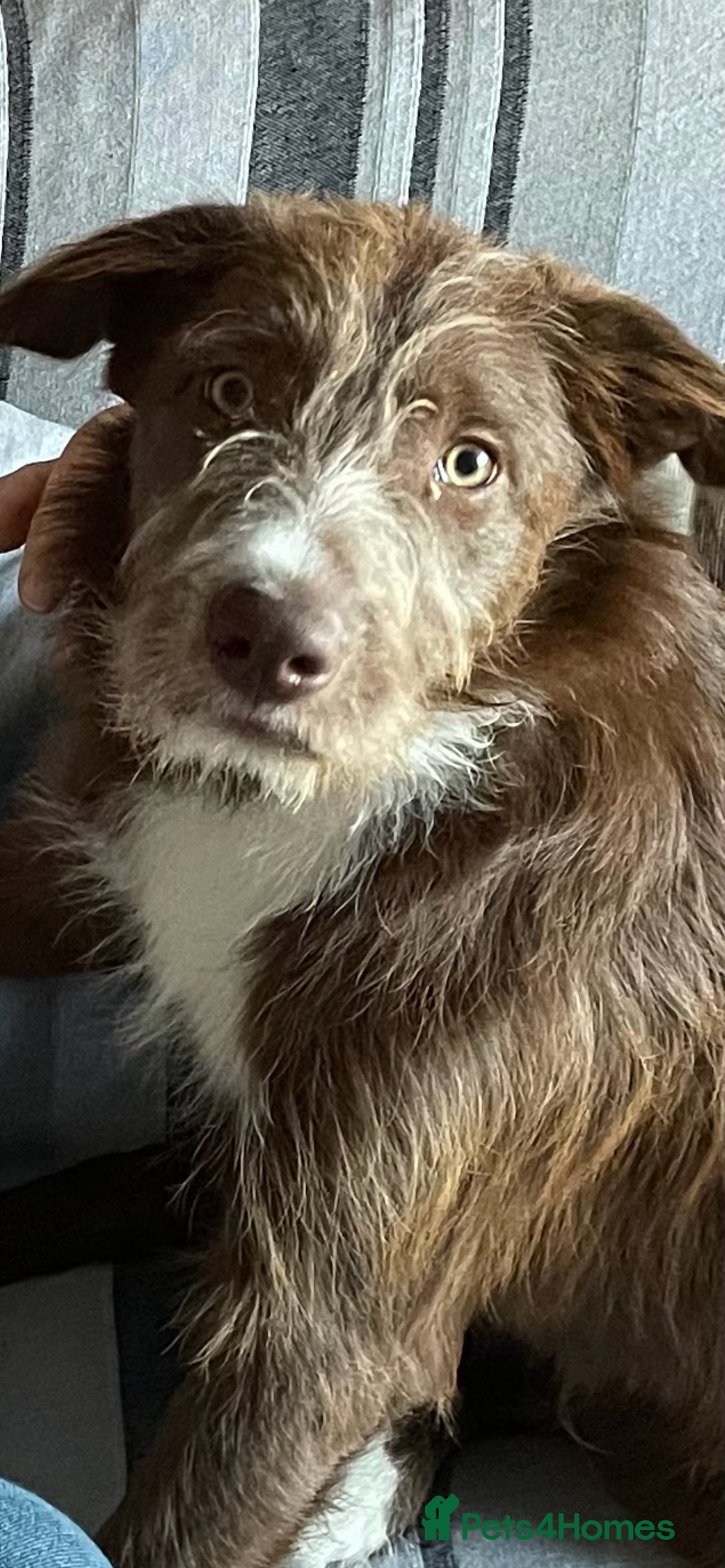 Mixed Breed dogs for sale: Cross collie / bearded collie - Image 6
