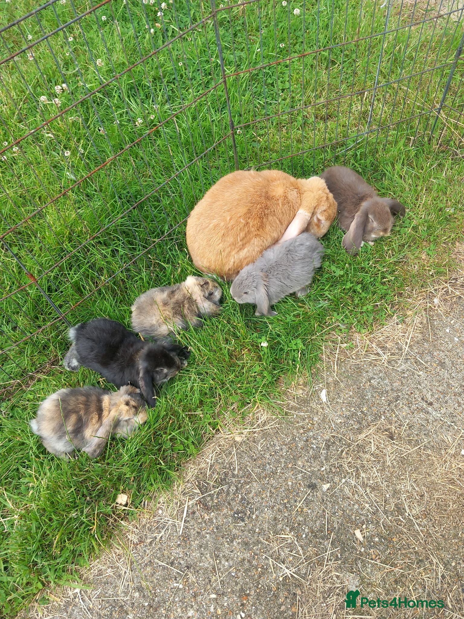 French Lop rabbits French lop giant baby rabbits ready 26 june - Advert 1
