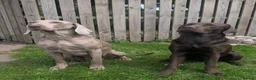 Mixed Breed dogs for sale: Labmaraners  in Kirriemuir - Advert 3