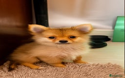 Pomeranian dogs for sale: Tilly the Show quality Pomeranian.  - Image 4