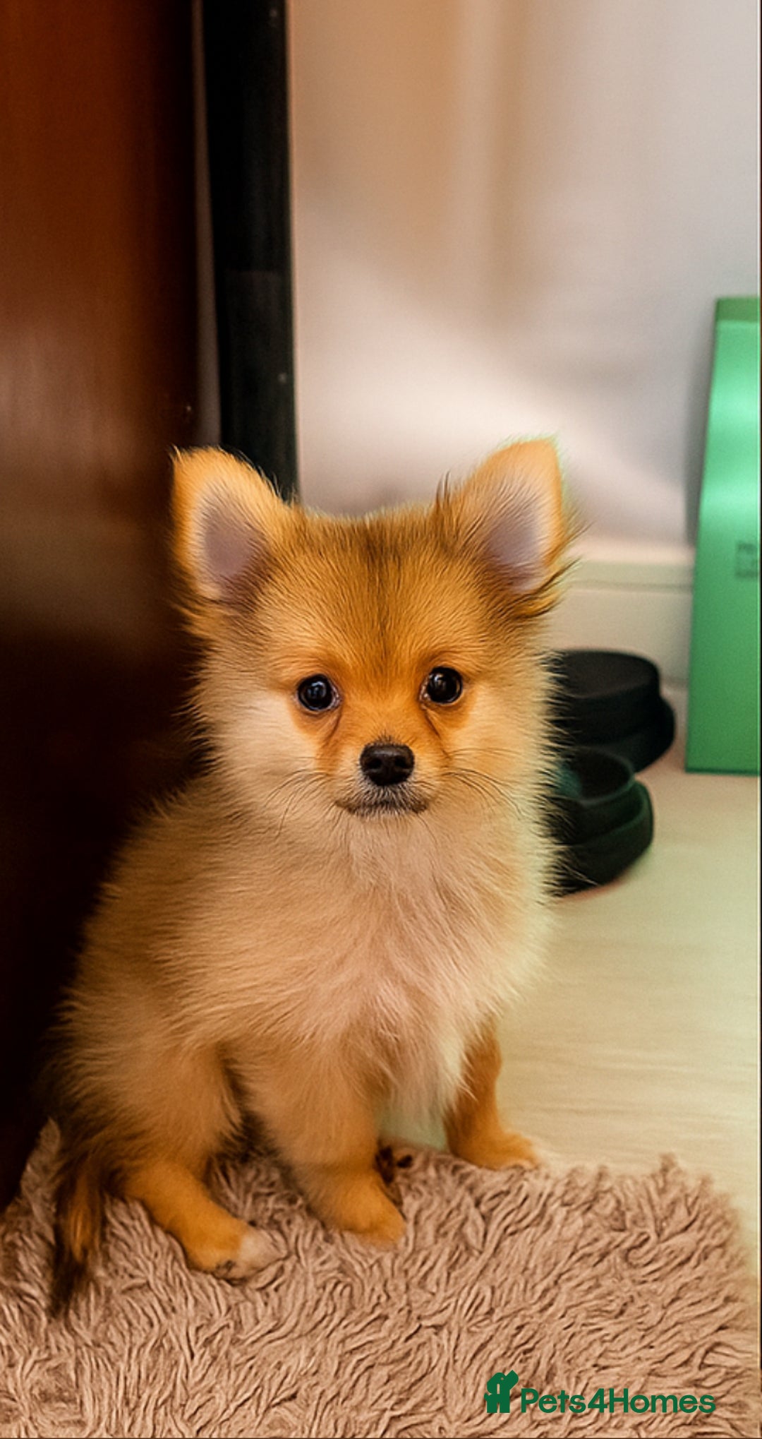 Pomeranian dogs for sale: Tilly the Show quality Pomeranian.  - Image 4