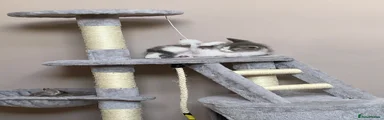 Maine Coon Kitten 1
