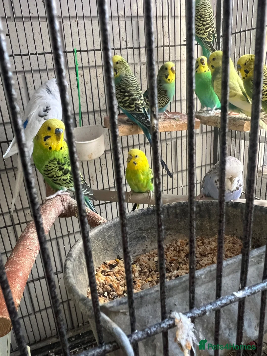 Mixed Breed birds for sale: budgies - Advert 2