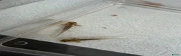 Axolotl reptiles for sale: Axolotls - Mixed Colours in Hayes - Advert 3