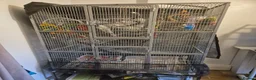 Cockatiels birds for sale: Talking Male Cockatiel + Companion & Full Setup - Advert 2