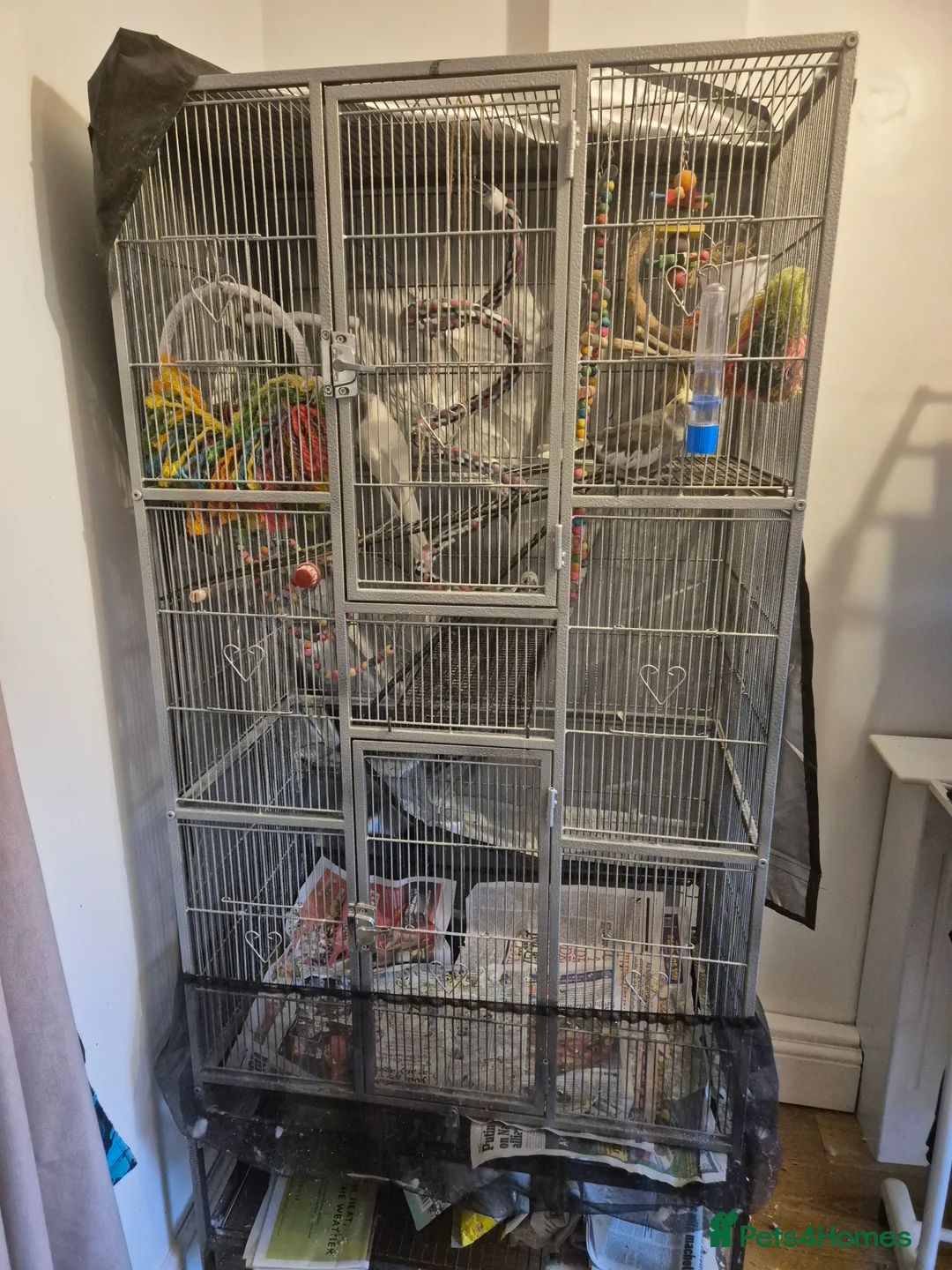 Cockatiels birds for sale: Talking Male Cockatiel + Companion & Full Setup - Advert 2