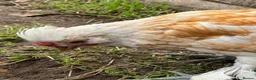 Chickens poultry for sale: Polish x Leghorn cockerel caramel and white  - Advert 12