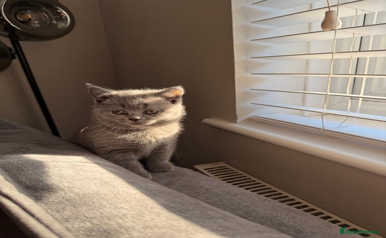 British Shorthair cats - Advert 2