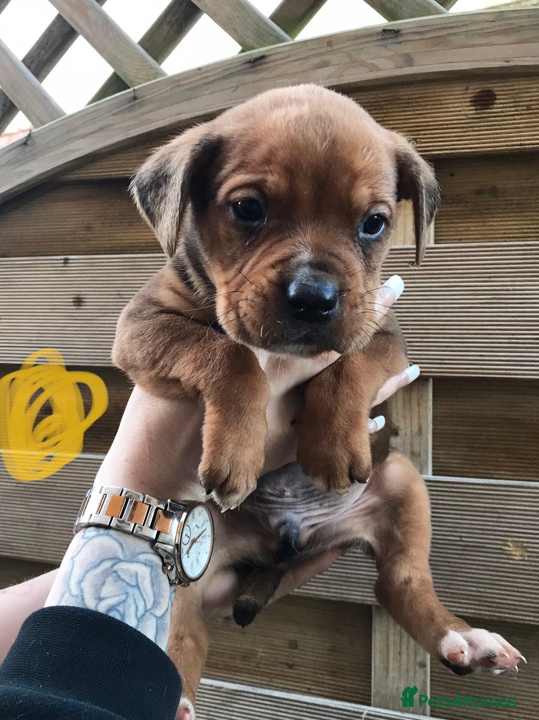 Mixed Breed dogs for sale: Bullweiller pups Merle  - Advert 10
