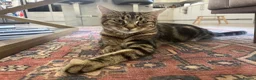 Mixed Breed cats for sale: Two beautiful black kittens  in Bracknell - Advert 14