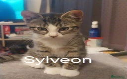 British Shorthair cats for sale: Silver Tabby Kittens  - Image 2