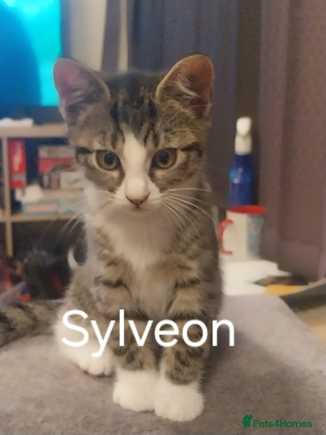 British Shorthair cats for sale: Silver Tabby Kittens  - Image 2
