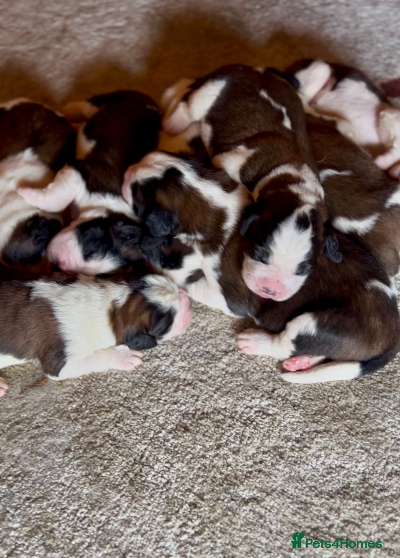 Saint Bernard dogs Beautiful KC registered show quality Puppies.  - Advert 2
