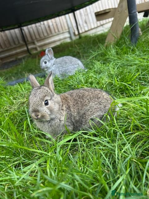 Netherland Dwarf rabbits for sale: Neverland dwarf rabbits - Advert 1