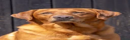 Labrador Retriever dogs for stud: Fox Red Labrador Stud - Jackson  - Advert 14