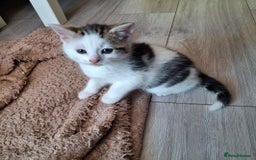 Mixed Breed cats for sale: 3 Adorable Fluffy Kittens - Image 19