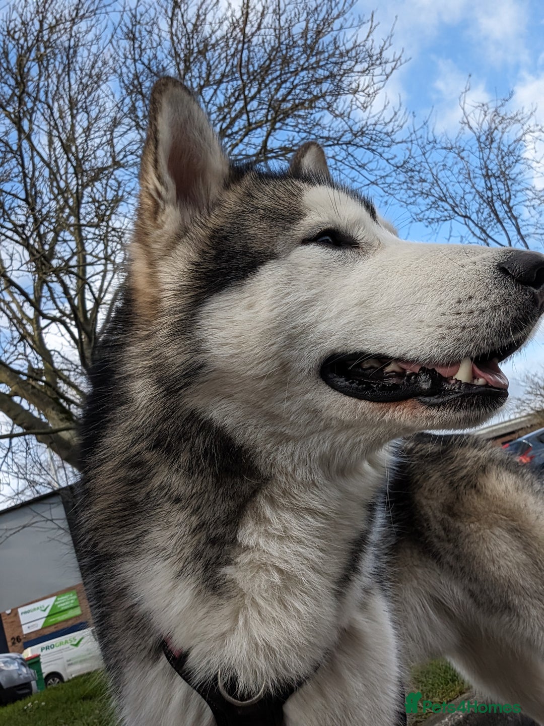 Alaskan Malamute dogs for stud: Alaskan Malamute Stud PROVEN in Darwen - Image 6