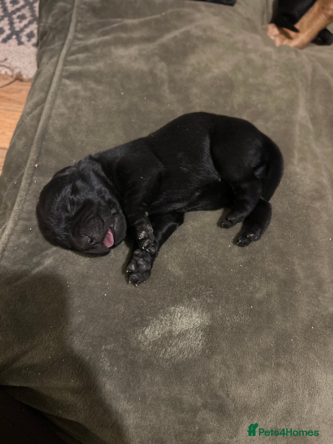 Labrador Retriever dogs for sale: Labrador Puppies - Advert 11