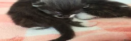 Mixed Breed cats for sale: Two beautiful black and white boy kittens - Advert 11