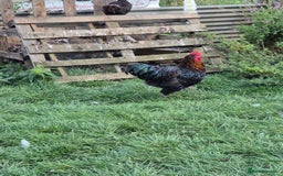 Chickens poultry for sale: Cockerals free to a good home - Image 4