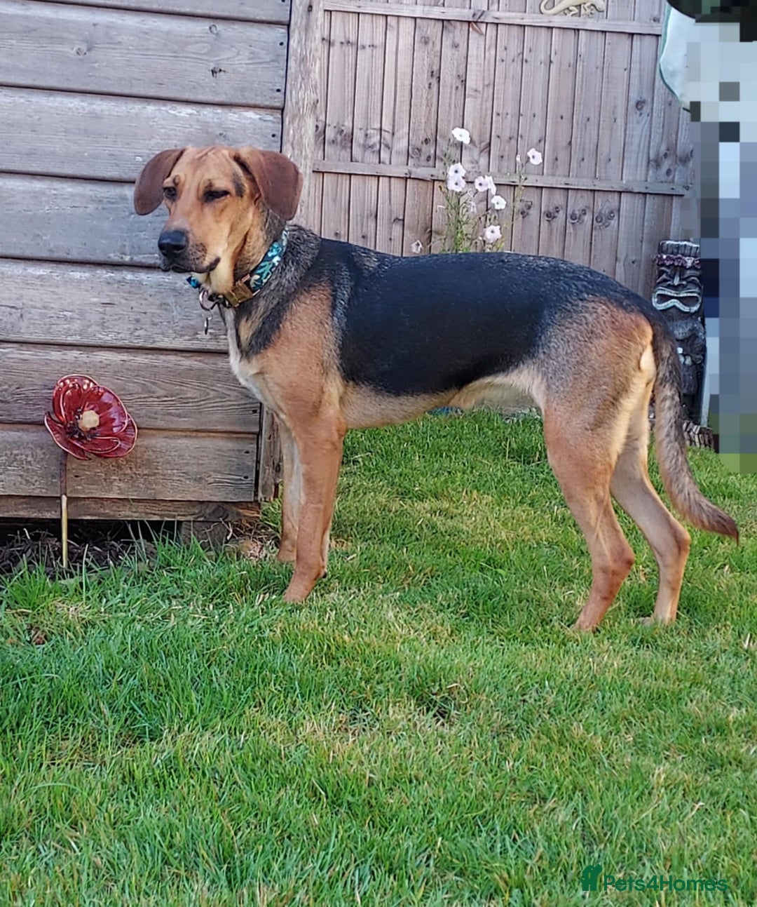 Mixed Breed dogs for adoption: Ruby is looking for her forever home - Image 7
