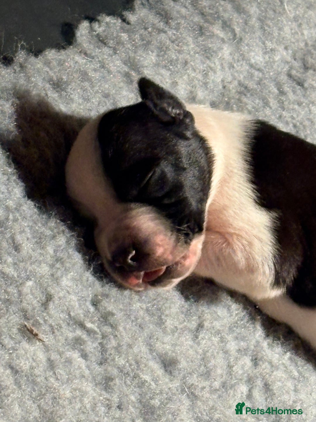 Pointer dogs for sale: Beautiful Pointer puppies for sale - Advert 8