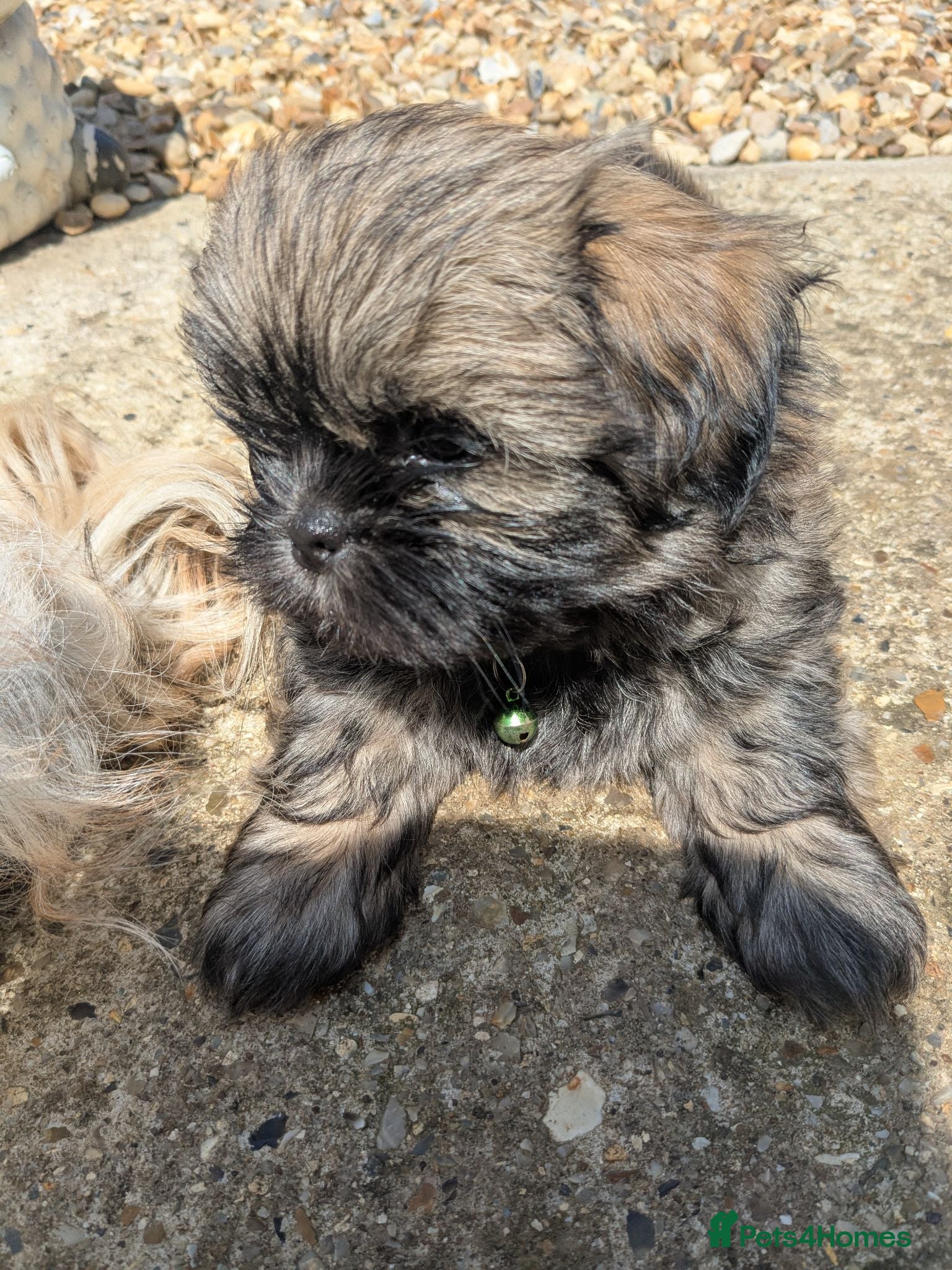Mixed Breed dogs Beautiful Lhaso Apso cross Shih Tzu pupps for sale - Advert 2