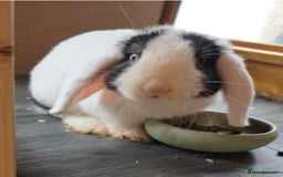 Mini Lop rabbits for sale: Mini Lop Rabbits Doe & very Playful Buck - Image 4