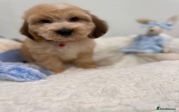 Cockapoo dogs for sale: Stunning sable, roan, parti f1. Full dna clear  - Image 13