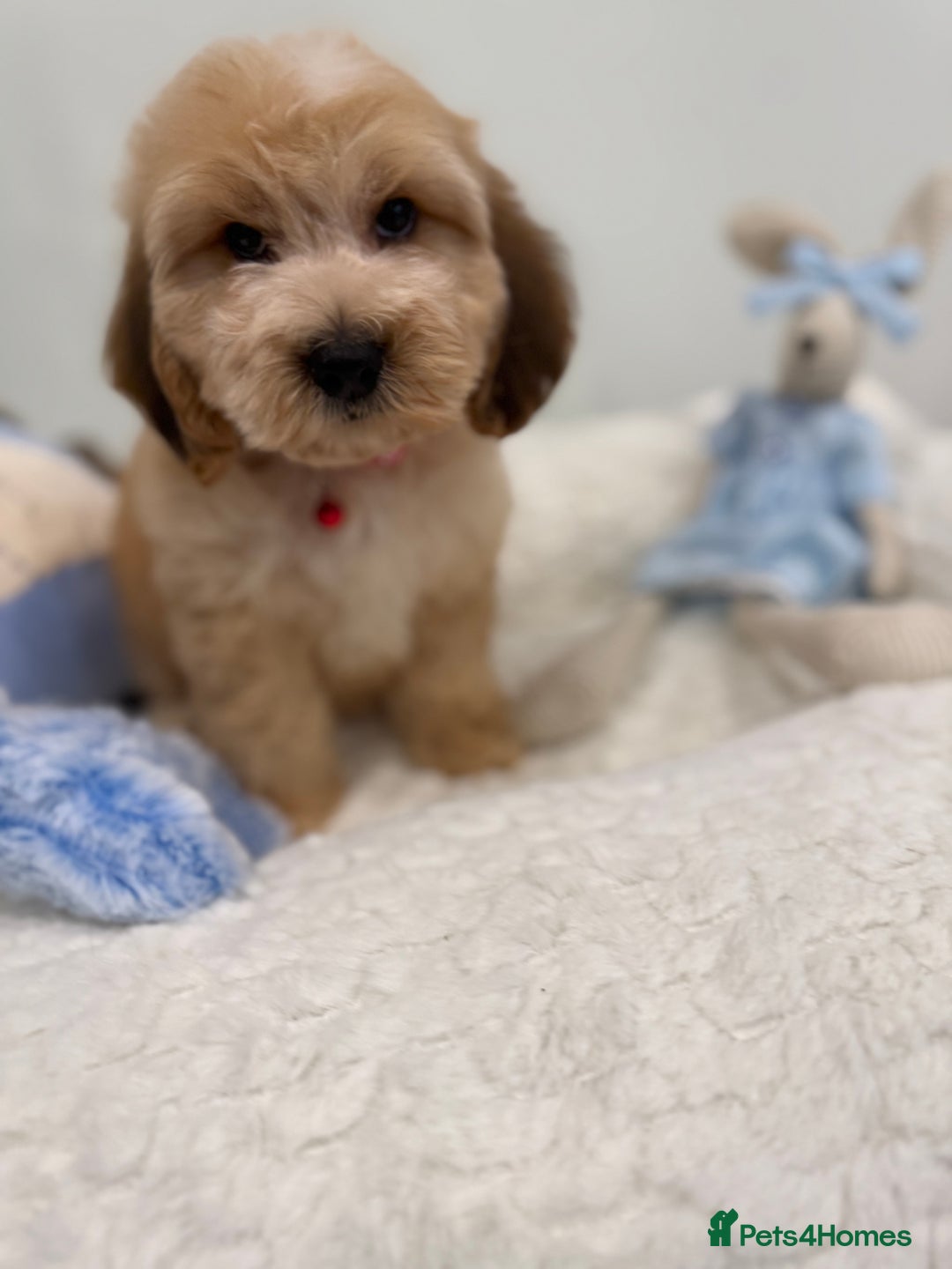 Cockapoo dogs for sale: Stunning sable, roan, parti f1. Full dna clear  - Image 13