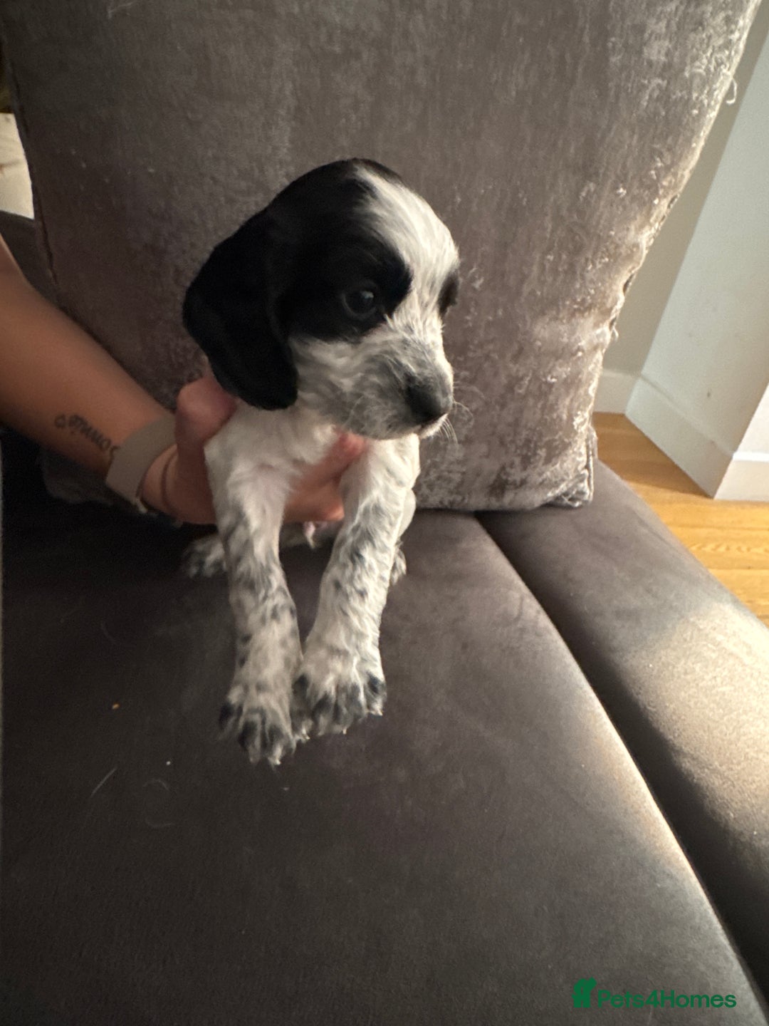Sprocker dogs for sale: Beautiful sprockers for sale - Image 4
