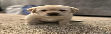 Labrador Retriever 3