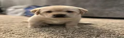 Labrador Retriever dogs for sale: White and Cream Labrador Retriever puppies. in Newport - Advert 4