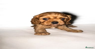 Cavalier King Charles Spaniel dogs - Advert 6