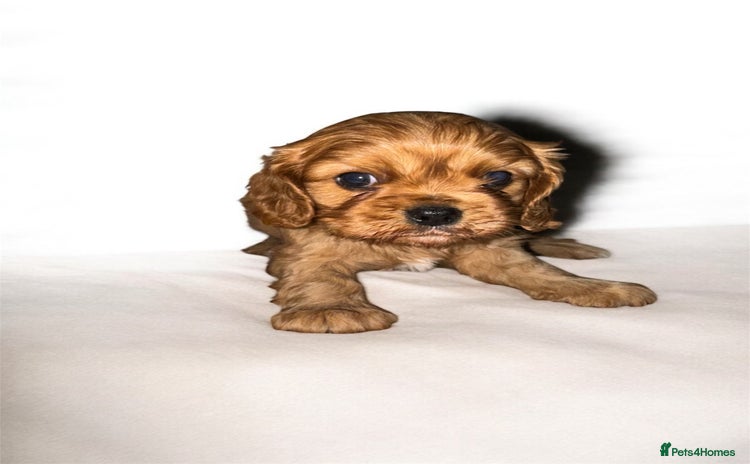Cavalier King Charles Spaniel dogs - Advert 2