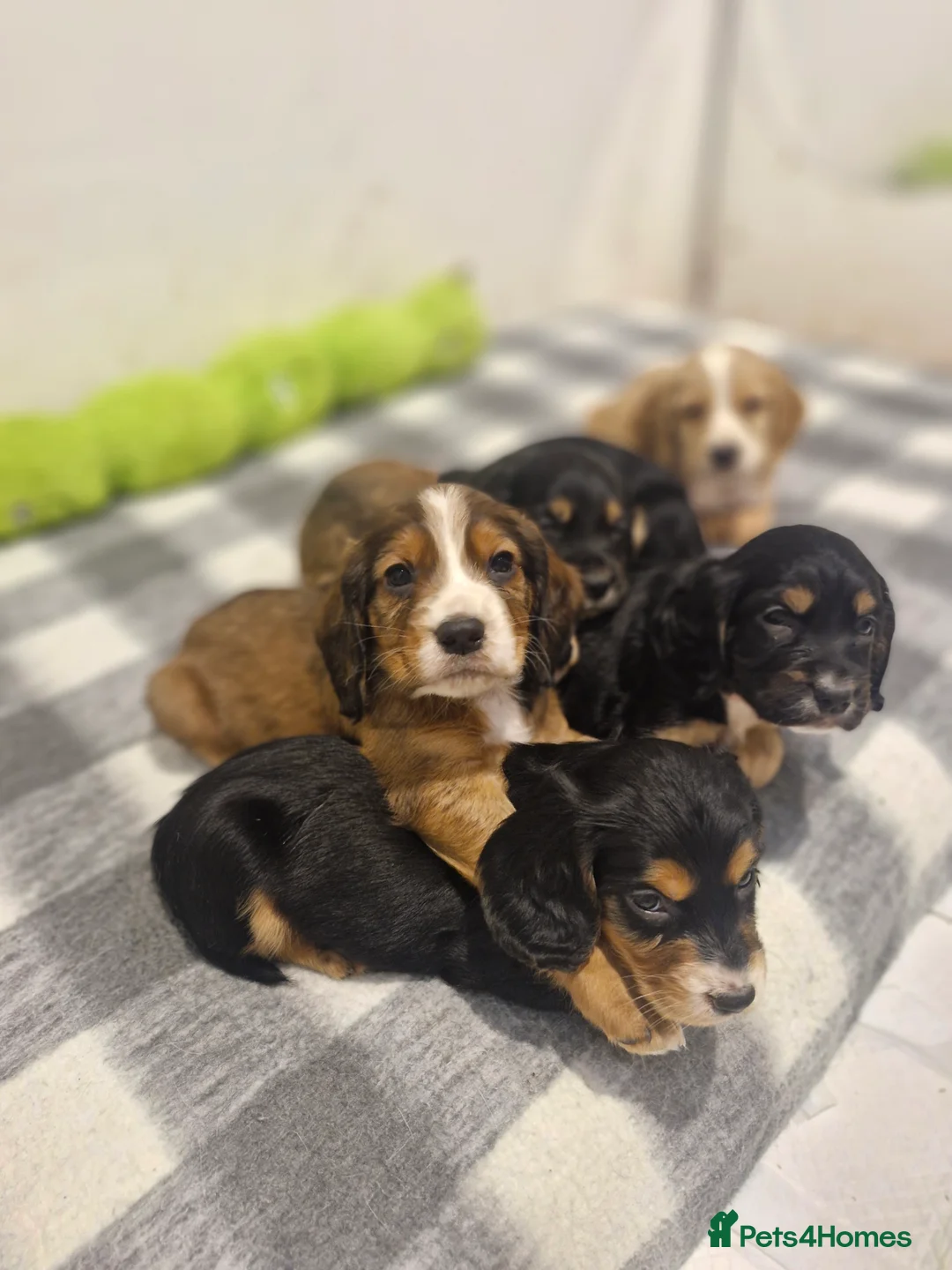 Sprocker dogs for sale: One last beautiful sprocker available  - Advert 2