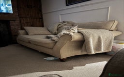 Maine Coon cats for sale: Female Maine coon  - Image 8