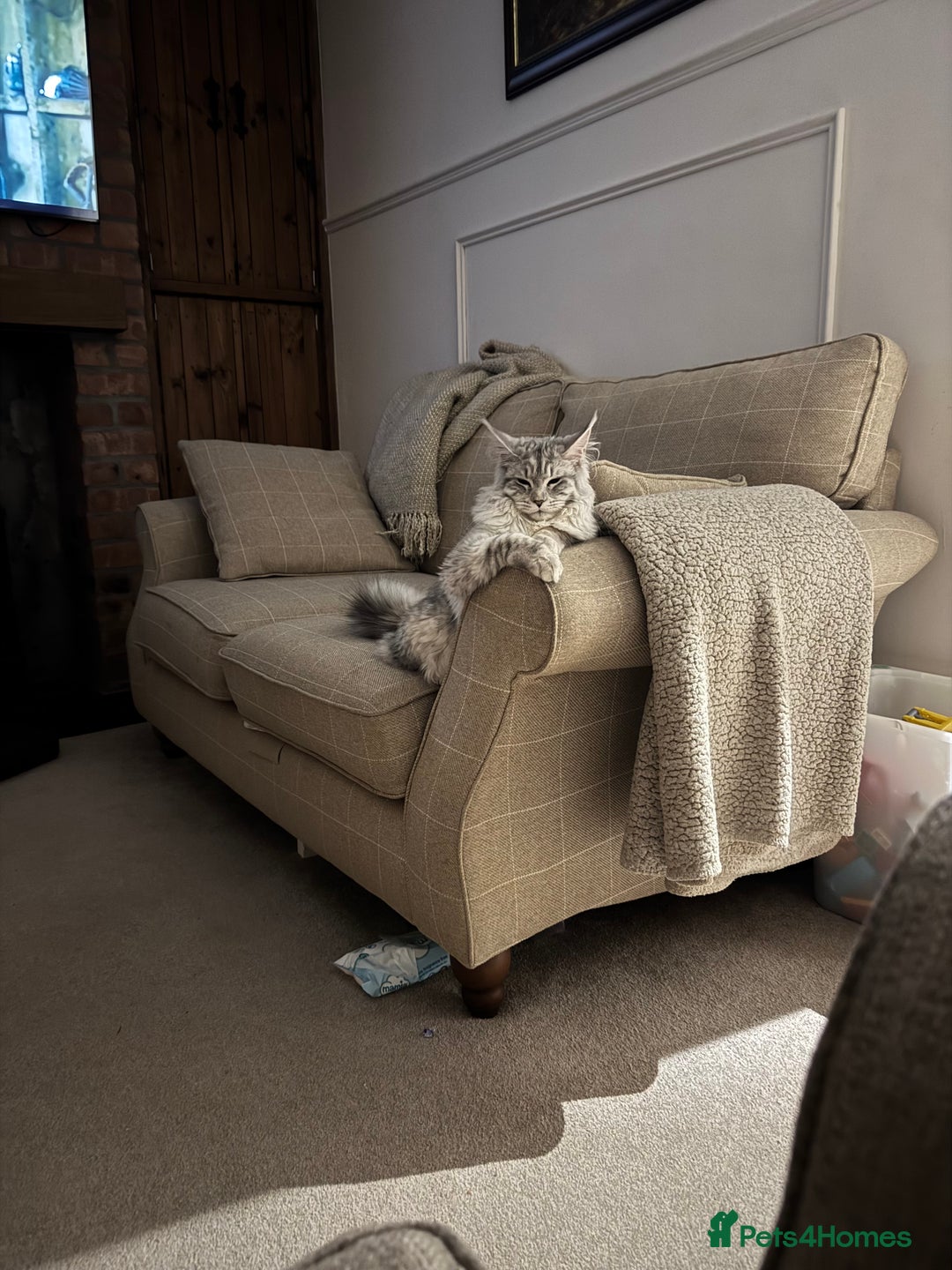 Maine Coon cats for sale: Female Maine coon  - Image 8