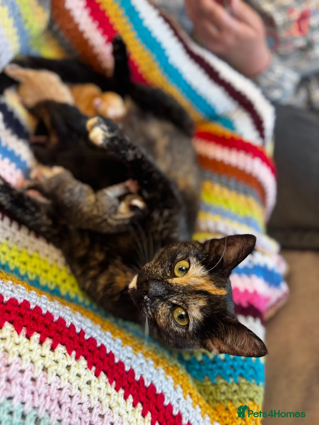 Mixed Breed cats for sale: Kittens available  in Ashford - Advert 1