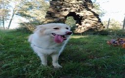 Mixed Breed dogs for sale: Retriever cross 4 years old  - Image 5
