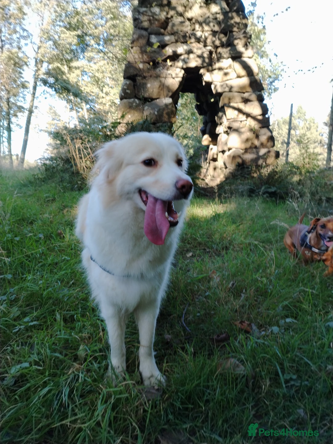 Mixed Breed dogs for sale: Retriever cross 4 years old  - Image 5