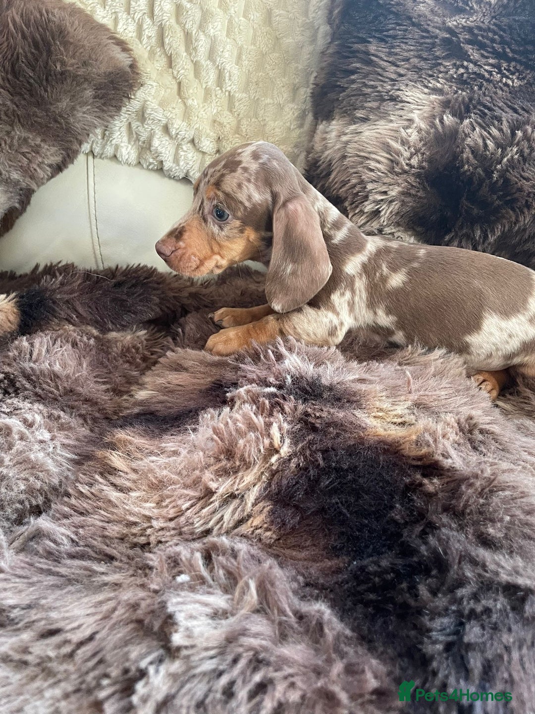 Dachshund dogs for sale: Miniature Dachshunds for sale  - Advert 3