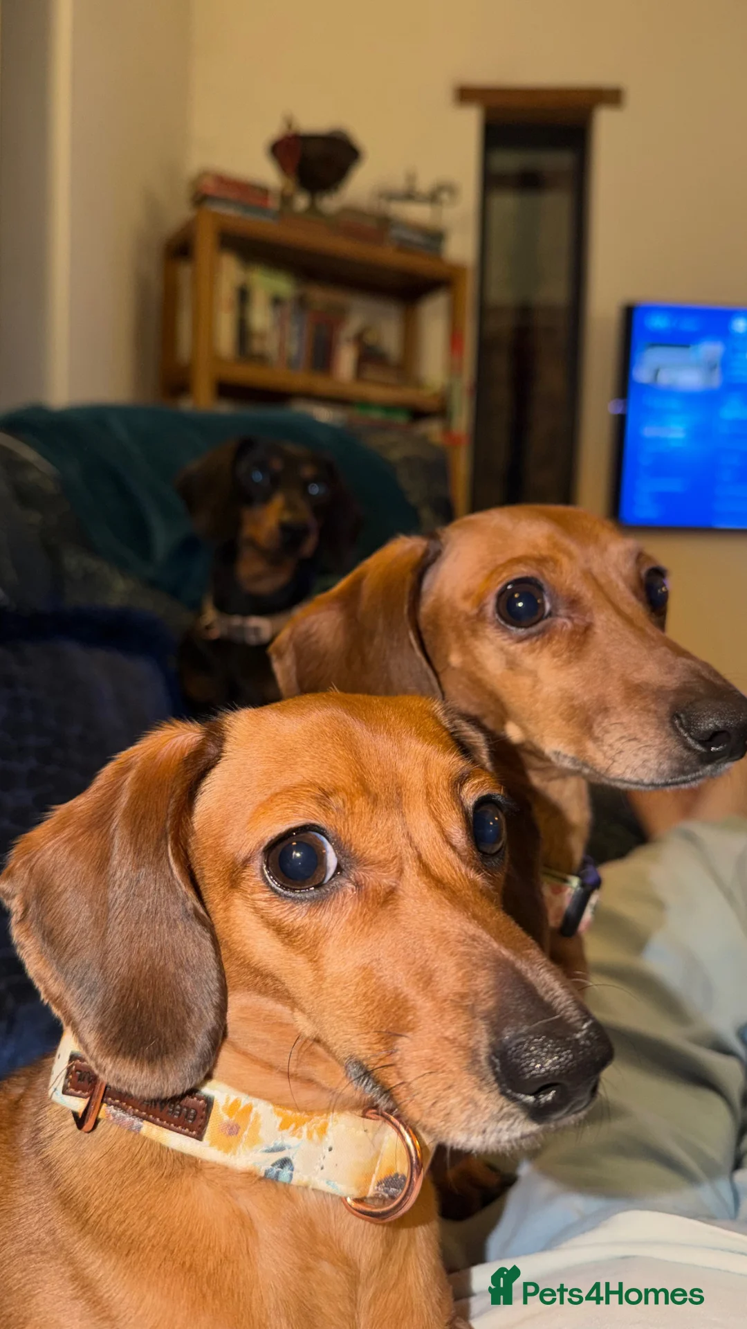 Dachshund dogs for sale: Mum and daughter mini dashounds for adoption   - Advert 11