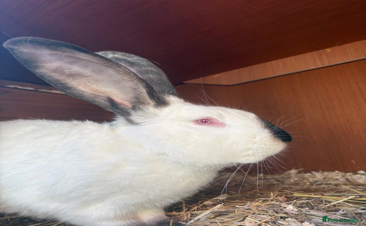 Continental Giant rabbits - Advert 1