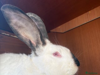 Continental Giant rabbits - Advert 33