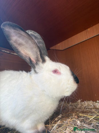 Continental Giant rabbits - Advert 1