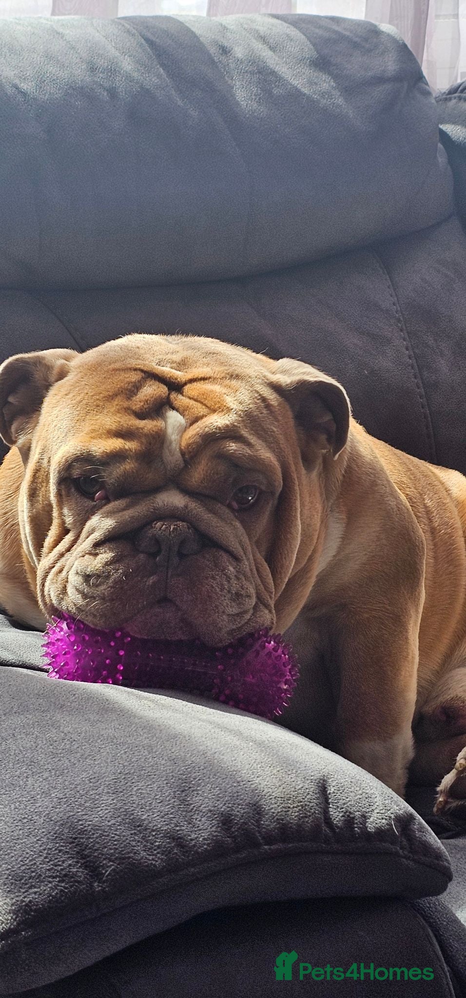 English Bulldog dogs 4 year old English bulldog - Advert 1